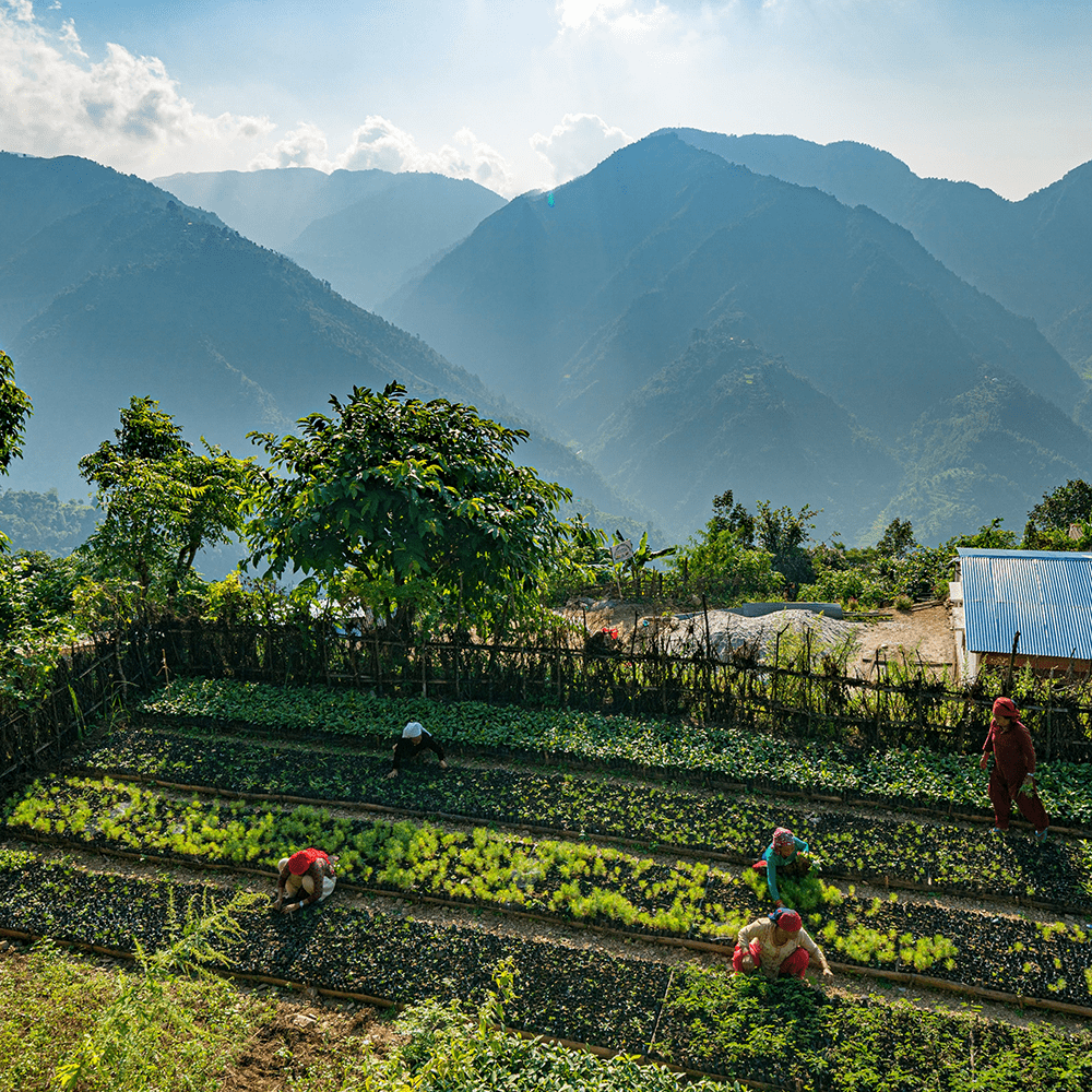 Farm workers tending crops in terraced fields with mountains in the background.